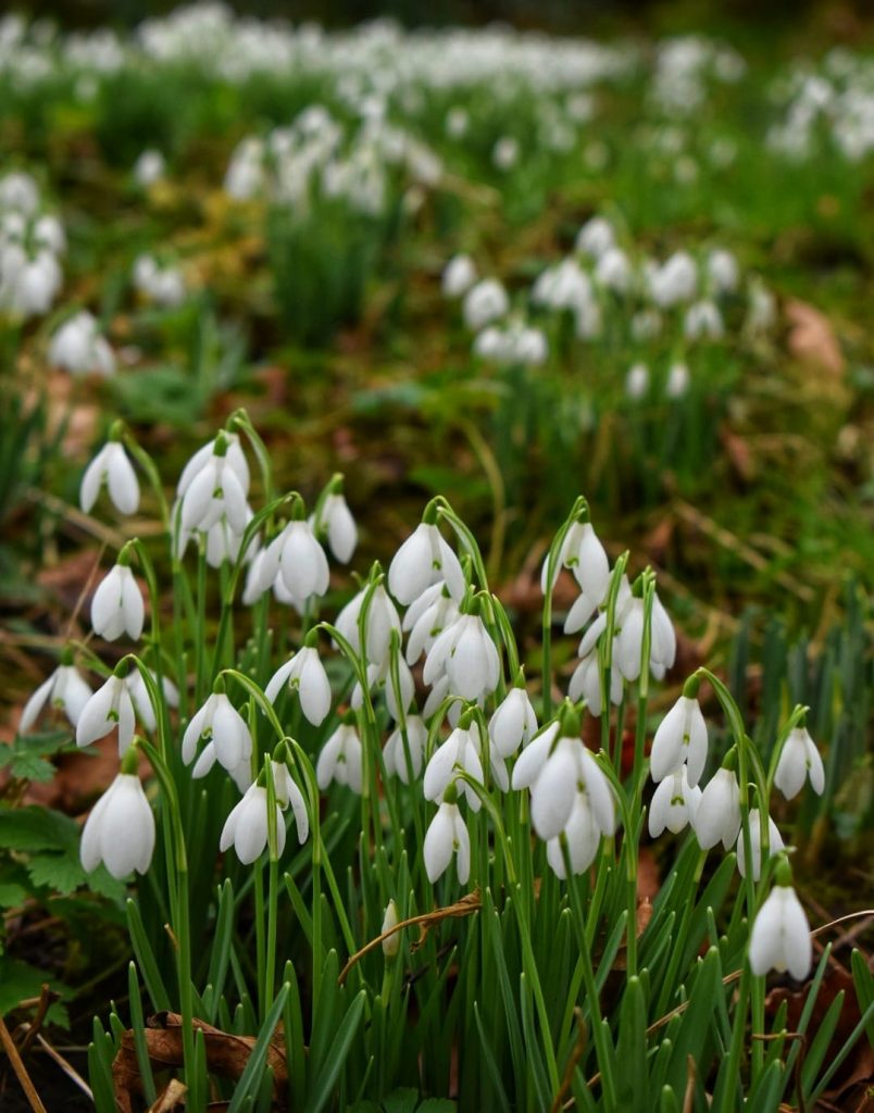 Snowdrops Bulbs in the Green x 100 | Proctors Nursery