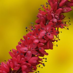 Persicaria 'Bloody Mary'
