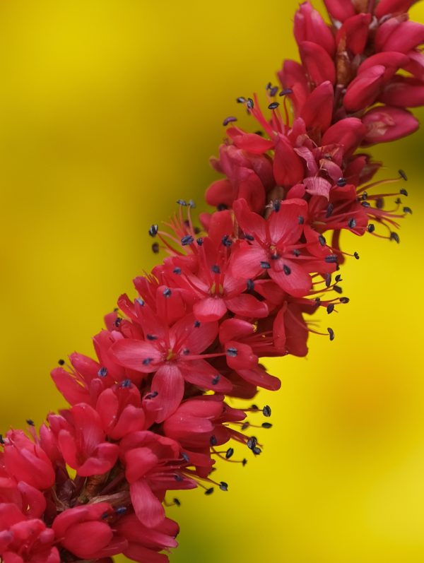 Persicaria 'Bloody Mary'
