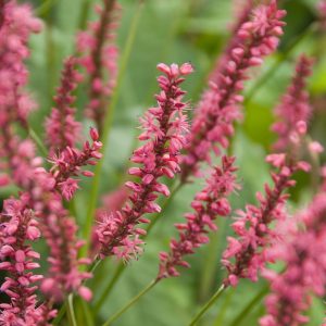 Persicaria amplexicaulis 'Speciosa'