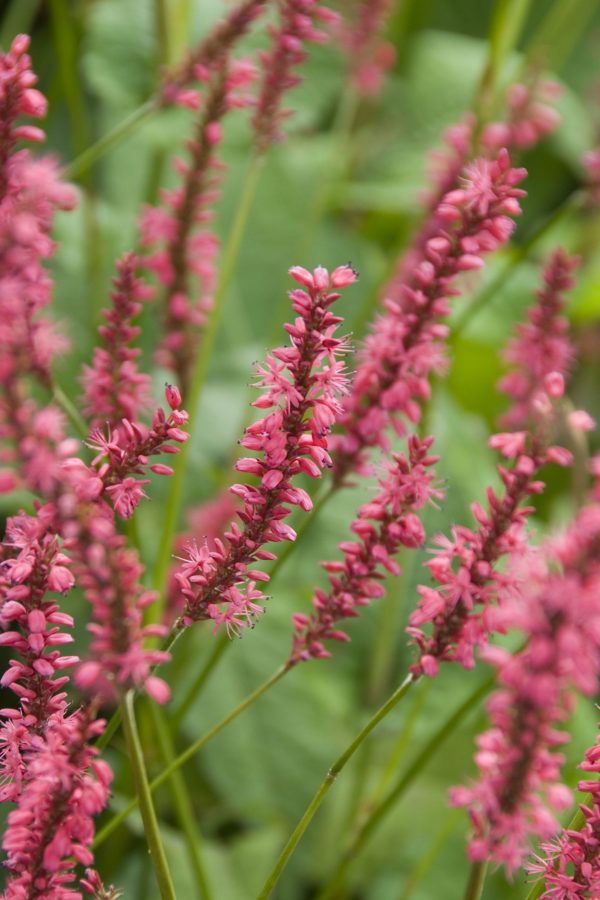 Persicaria amplexicaulis 'Speciosa'