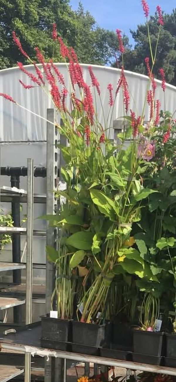 Persicaria amplexicaulis 'Speciosa'