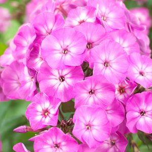 Phlox paniculata Famous 'Light Purple'