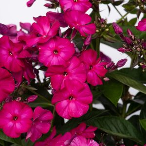 Phlox paniculata Famous 'Magenta'