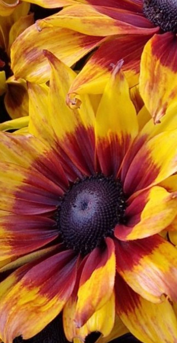 Rudbeckia 'Summerina Sizzling Sunset'3 Rudbeckia 'Summerina Sizzling Sunset'