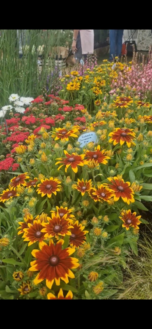 Rudbeckia 'Sunbeckia Mia' Rudbeckia 'Sunbeckia Mia'