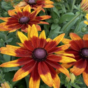 Rudbeckia 'Sunbeckia Mia'