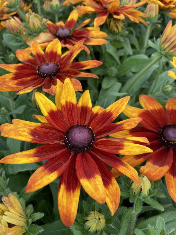 Rudbeckia Sunbeckia Mia cu1 Rudbeckia 'Sunbeckia Mia'