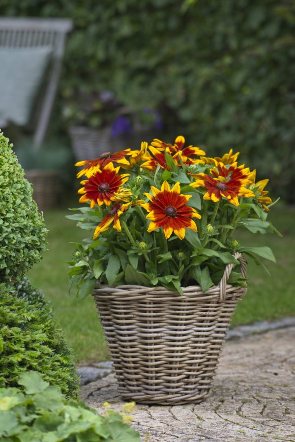 Rudbeckia Sunbeckia Mia patio