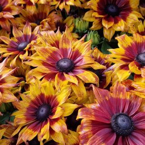 Rudbeckia 'Summerina Sizzling Sunset'