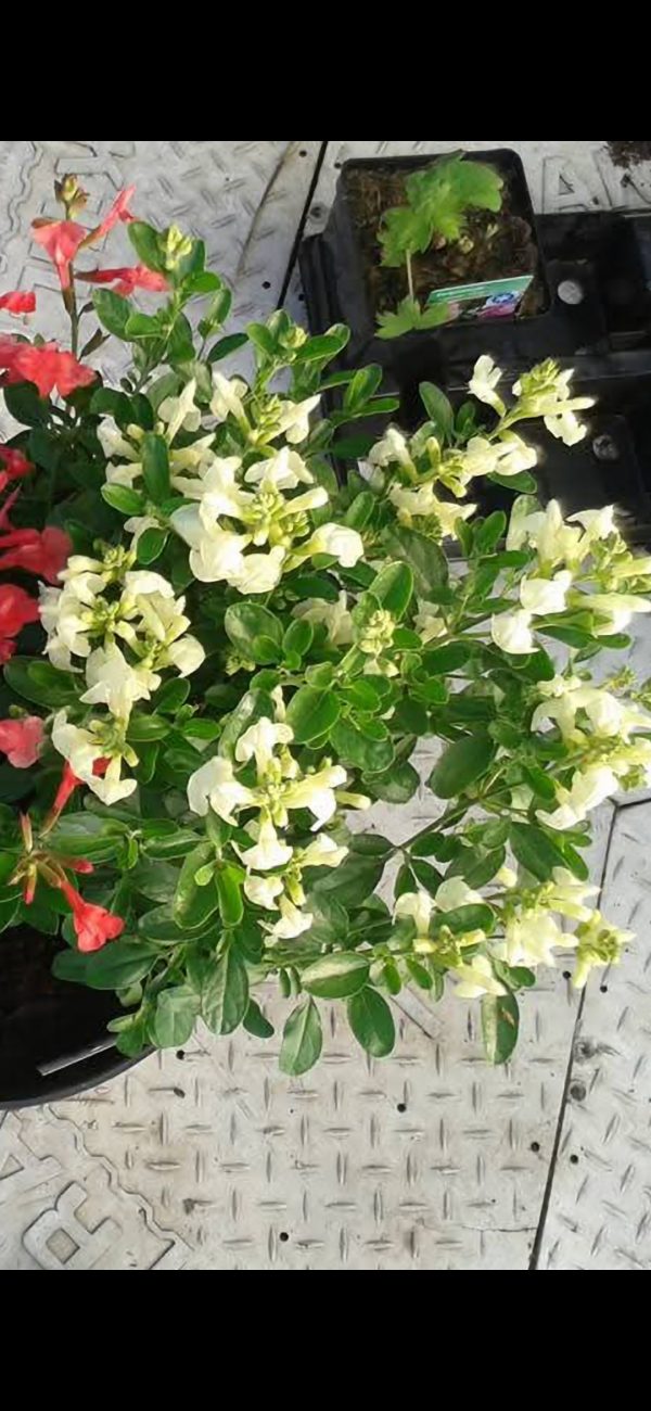 Salvia 'Clotted Cream'