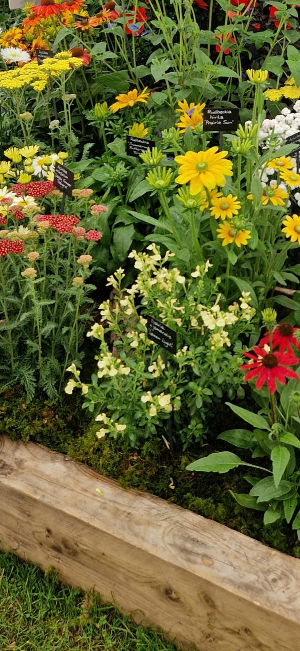 Salvia x jamensis 'Lemon Light'