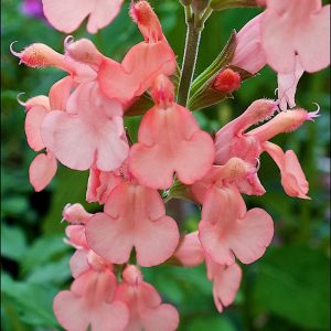 Salvia x jamensis 'California Sunset'