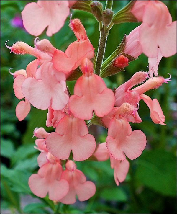 Salvia x jamensis 'California Sunset'
