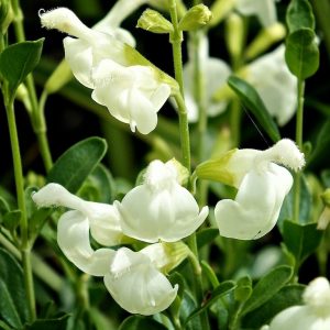 Salvia 'Clotted Cream'