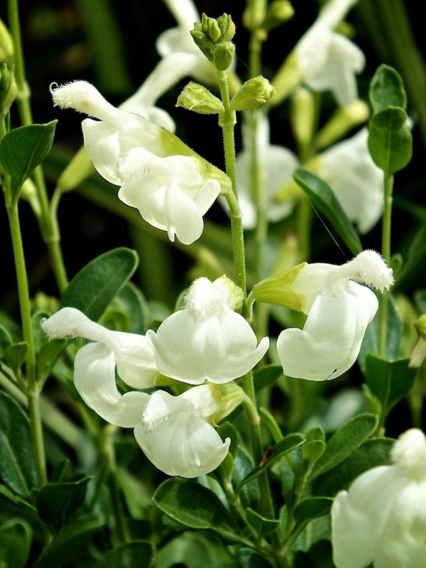 Salvia 'Clotted Cream'