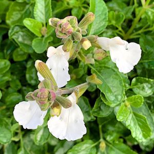 Salvia microphylla 'Glacier'