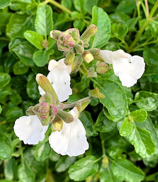 Salvia microphylla 'Glacier'