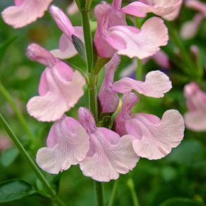 Salvia greggii 'Lara'