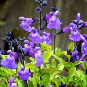 Salvia 'Lavender Dilly Dilly'