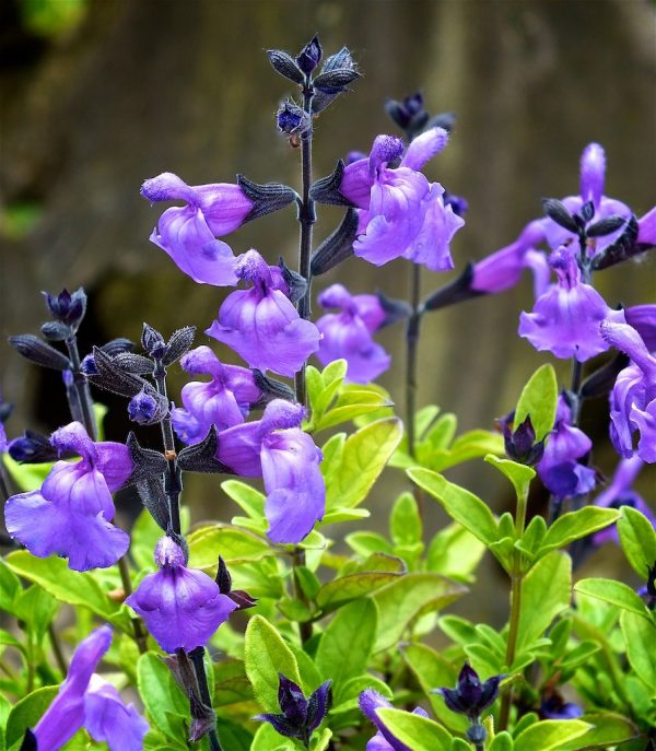 Salvia 'Lavender Dilly Dilly'