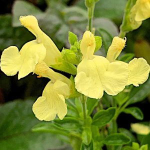 Salvia x jamensis 'Lemon Light'