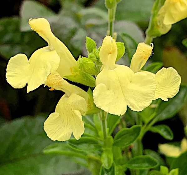 Salvia x jamensis 'Lemon Light'