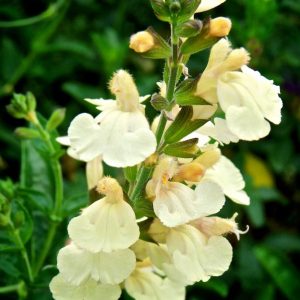 Salvia greggii 'Lemon Pie'