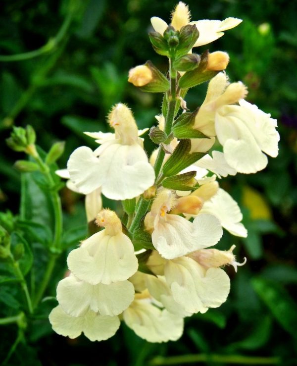 Salvia greggii 'Lemon Pie'