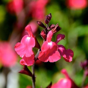 Salvia greggii 'Lipstick'