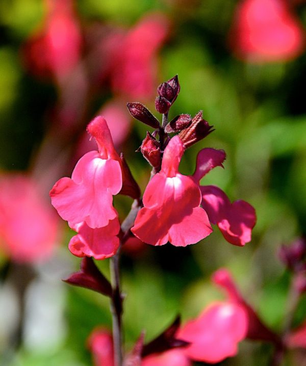 Salvia greggii 'Lipstick'