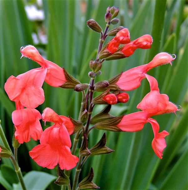Salvia 'Peach Cobbler'