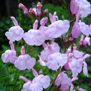 Salvia x jamensis 'Peter Vidgeon'