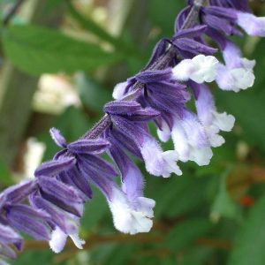 Salvia 'Phyllis Fancy'