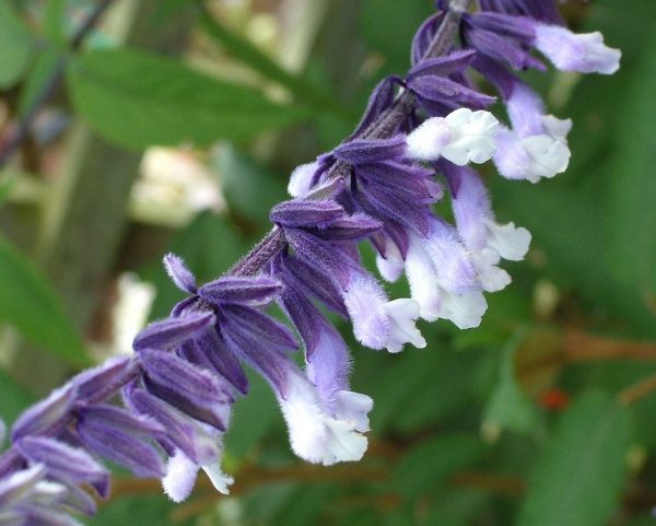 Salvia 'Phyllis Fancy'