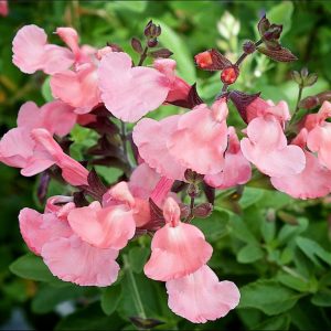 Salvia greggii 'Salmon Dance'