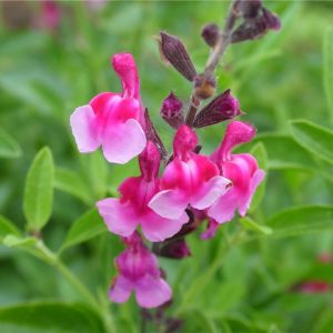 Salvia greggii 'Icing Sugar'