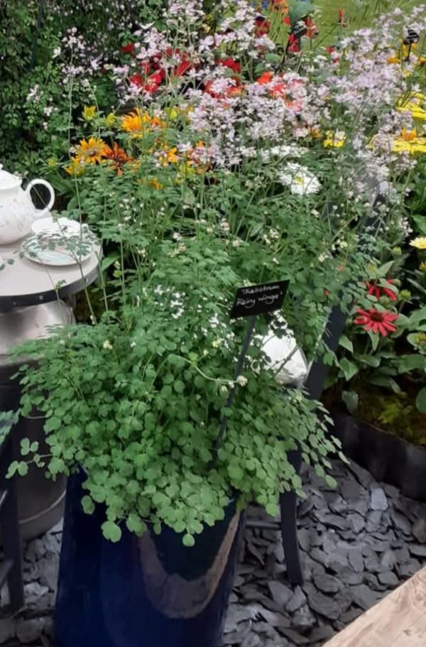 Screenshot_20250219_190940_Facebook