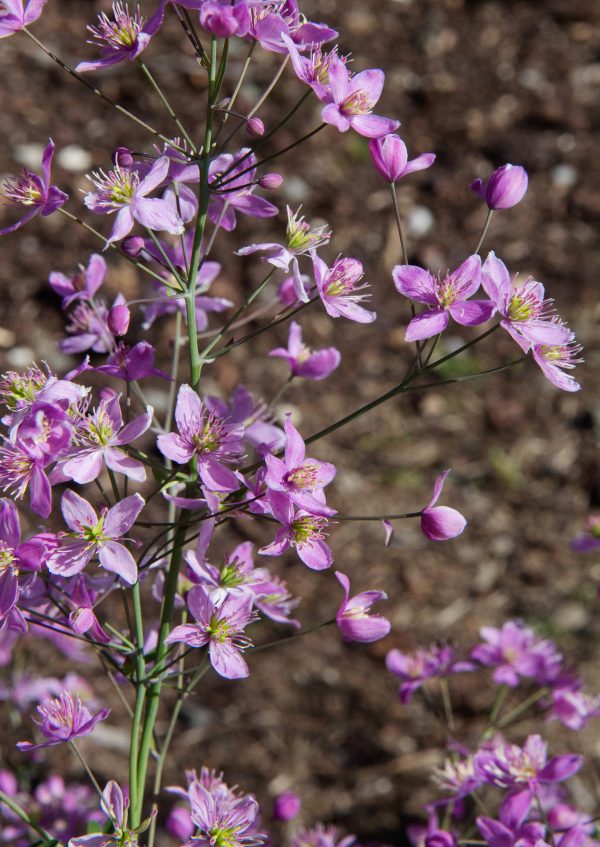 Thalictrum_Fairy_Wings_cu