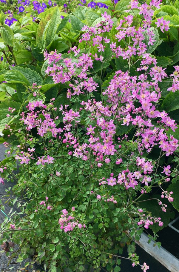 Thalictrum_Fairy_Wings_fp.jpeg