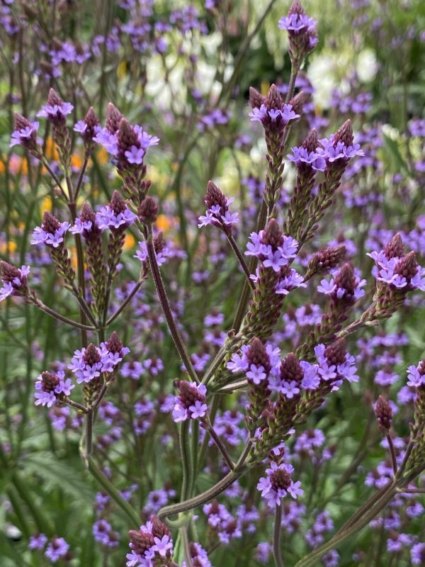 Verbena Lavender Spires cu