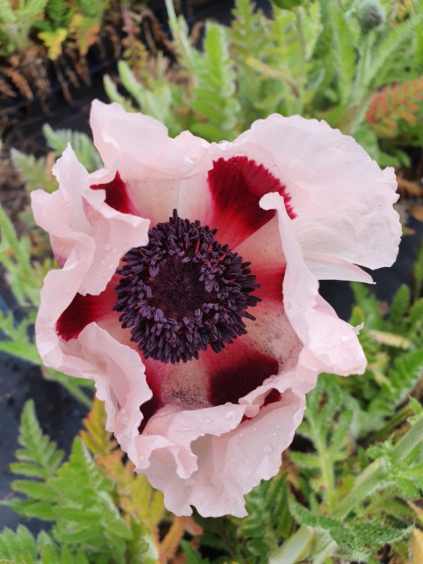 papaver victoria louise 2