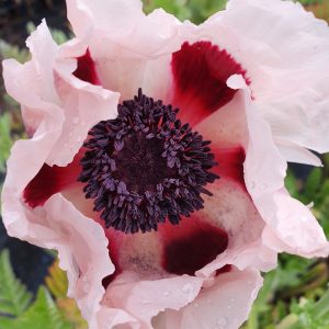 Papaver orientale 'Princess Victoria Louise'