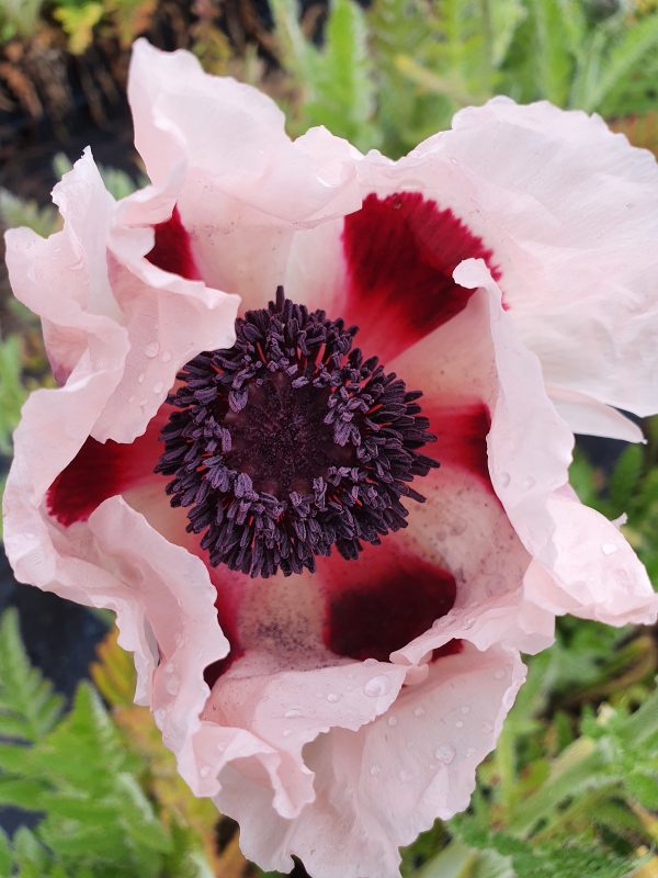 papaver victoria louise 3 Papaver orientale 'Princess Victoria Louise'