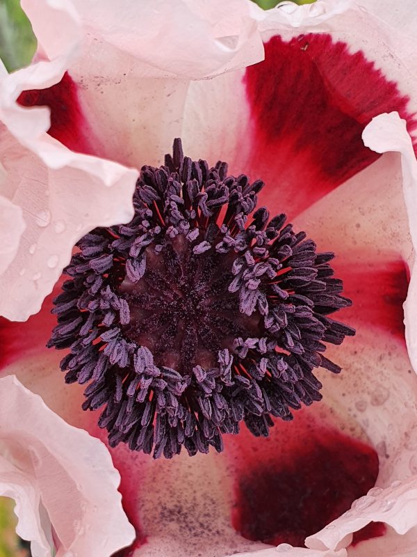 papaver victoria louise 4