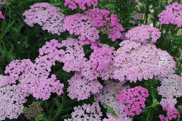 Achillea Pretty Belinda Achillea millefolium 'Pretty Belinda'