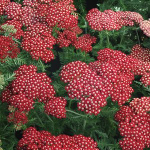 Achillea millefolium 'Red Velvet'