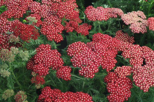 Achillea Red Velvet Achillea millefolium 'Red Velvet'