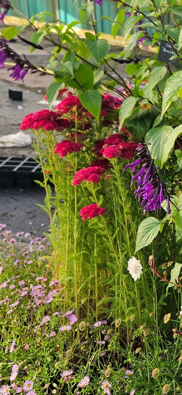 Achillea millefolium 'Pomegranate' Achillea millefolium 'Pomegranate'