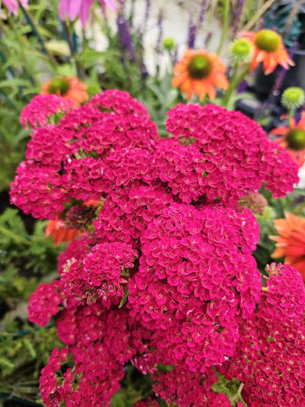 Achillea millefolium 'Pomegranate' Achillea millefolium 'Pomegranate'
